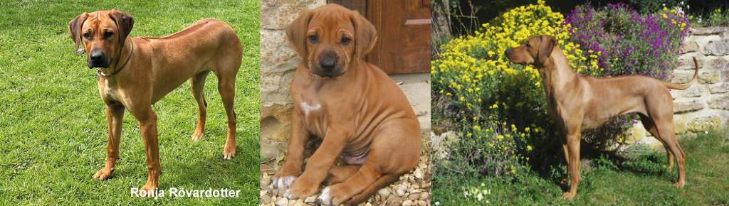 Elevage sales rhodesian ridgeback